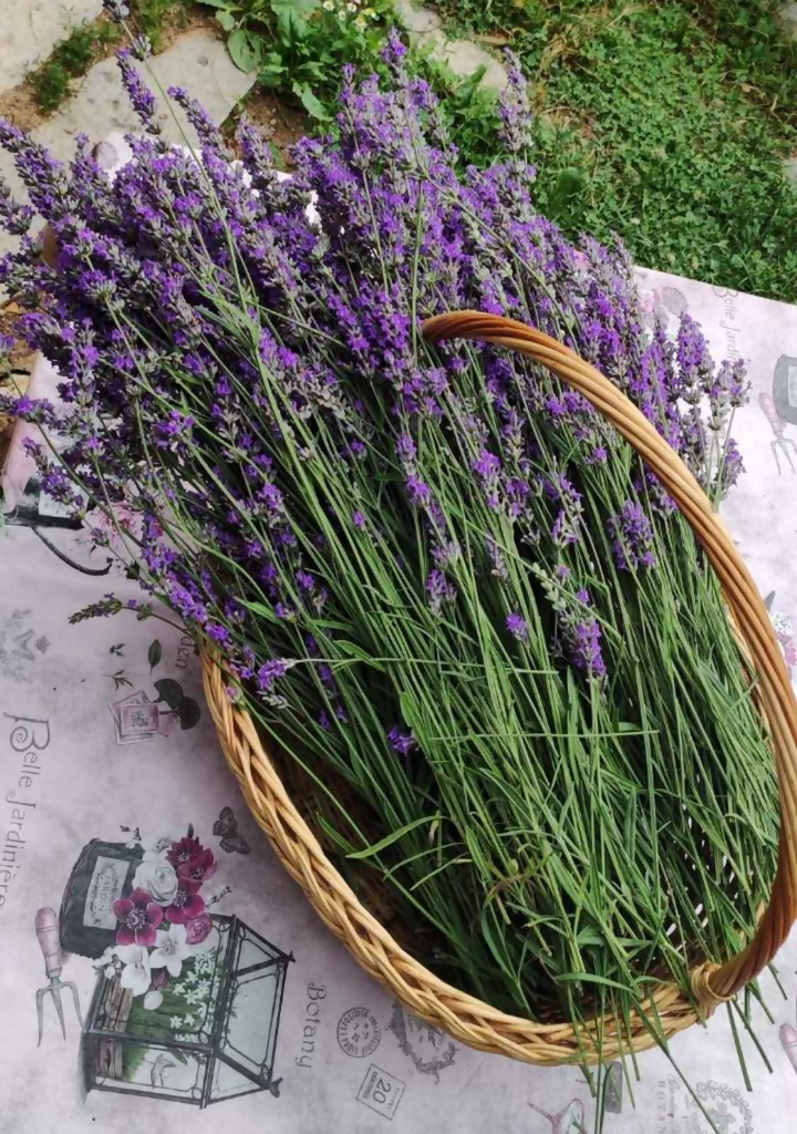 Ликер од лаванда 250ml